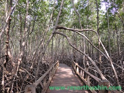 ต้นโกงกางในอุทยานปราณบุรี