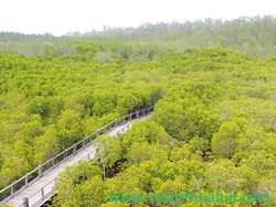 ป่าโกงกาง อุทยานปราณบุรี