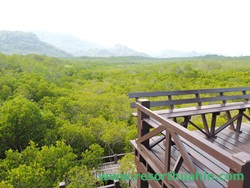 หอคอยชม ป่าชายเลน อุทยานปราณบุรี