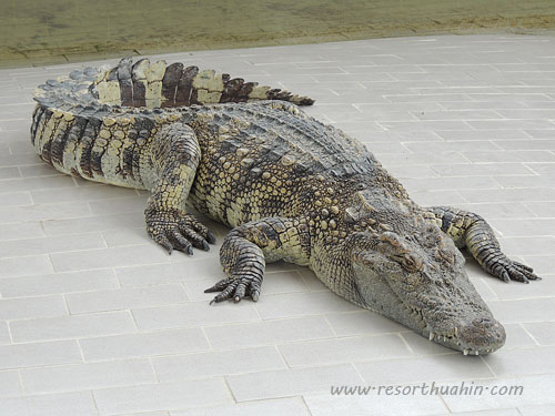 hua hin safari -  crocodile show