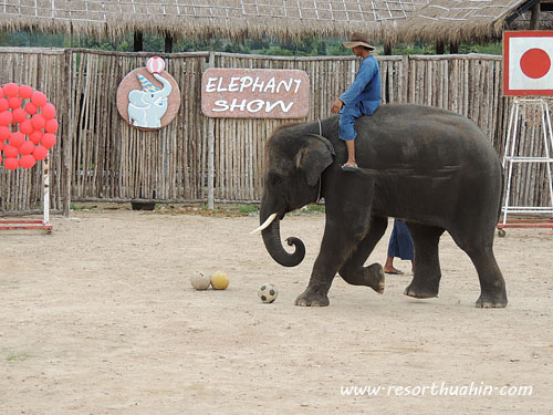hua hin safari -  elephant show